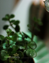 Greenhouse Spa & Salon E-Brochure